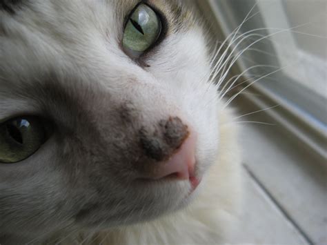 Brown Crusty Sore On Nose Thecatsite