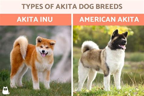 Shiba Inu Akita Breed Differences Similarities Atelier Yuwaciaojp