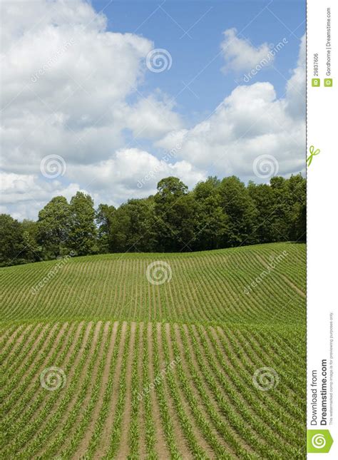 Corn Field Vertical Stock Photo Image Of Farms Picturesque 29837606