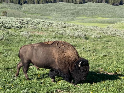 Brown Bison On Grazing On Grass Field · Free Stock Photo