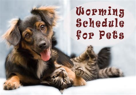 The best way to protect your dog from intestinal worms is to have them on a monthly heartworm prevention product that also treats and. A Full Length Guide to Worming Schedule for Dogs and Cats