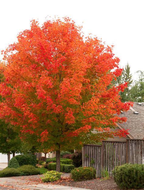 October Glory Red Maple Acer Rubrum Fall Color Trees Shade Trees