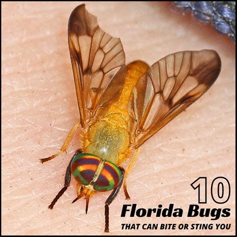 10 Florida Bugs That Bite Or Sting Wanderwisdom