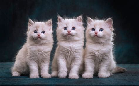 The easiest way to determine whether or not a cat is an albino is by looking at their eyes. Download wallpapers three fluffy kittens, white fluffy ...