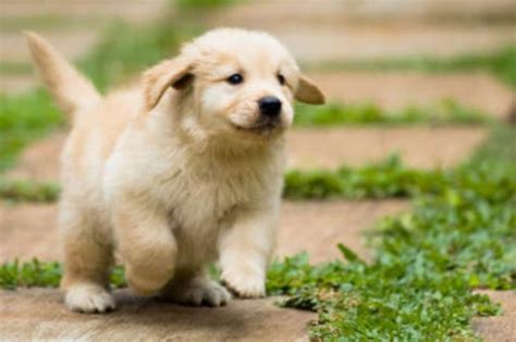 Chubby Puppy Goldens Pinterest