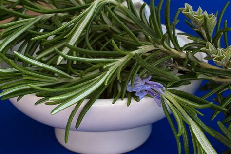 How To Grow And Care For Rosemary Ambience Plants