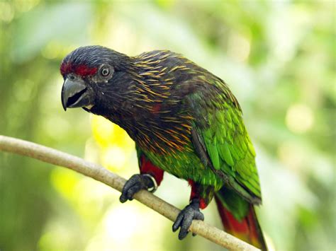 Lory Parrot Bird Tropical 21 Wallpapers Hd Desktop And Mobile