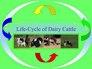 Cattle Heat Cycle Chart