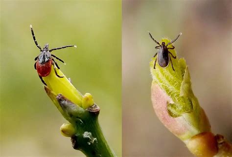 Lyme Disease Soars In Michigan As Tick Populations Grow Live Science