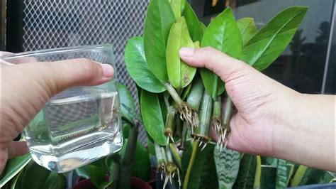 Previously, the zz plant would only be found in planters in malls and large office buildings where they would frequently be mistaken for fake plants, partially because they needed so. 4 Parts of Zz Plant & Water Propagation of Cuttings - YouTube