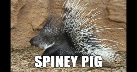 10 Hilarious Names That The Internet Has Made For Animals Alternate