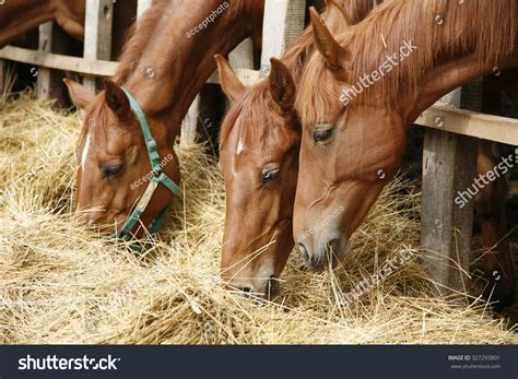 Horse Eating Over 69510 Royalty Free Licensable Stock Photos