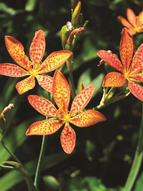 Plant Of The Month Toad Lily The Simpsonville Sentinel