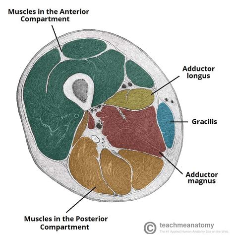 Anatomy Of Upper Thigh And Hip Muscles Of The Posteri
