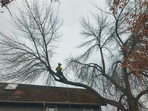 Dormant Or Winter Tree Pruning Why Winter Is The Ideal Time To Prune