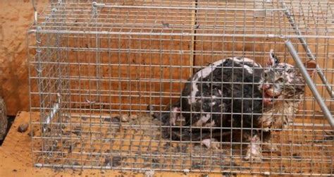 한국 미국 일본에서 동물학대할 경우 법적 처벌 수준 혐짤 주의 미스터리 공포 에펨코리아