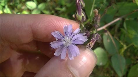 Wild Blue Lettuce And Its Uses Wild Edibles Medicinal Plants Youtube