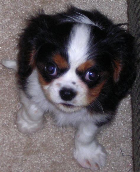 The king charles spaniel (also known as the english toy spaniel) is a small dog breed of the spaniel type. File:Cavalier King Charles Spaniel puppy.jpg - Wikipedia