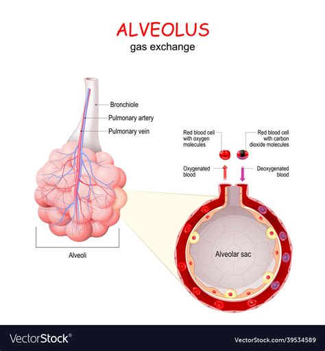 Alveolus Gas Exchange Royalty Free Vector Image