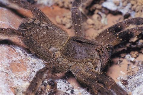 Calphotos Phoneutria Nigriventer Wandering Spider