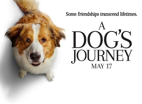 Why do you think they were included? Movie Review: 'A Dog's Journey,' starring Dennis Quaid ...