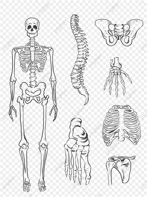 Imagem óssea Humana Png Ossos Humanos Bone Osso Imagem Png E Psd Para Download Gratuito