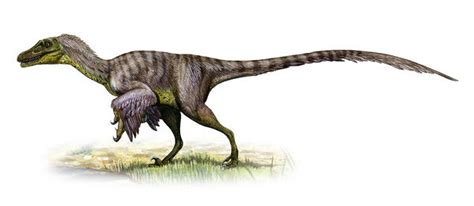 Velociraptor Mongoliensis A Prehistoric Era Dinosaur Photos Framed Prints 13005153