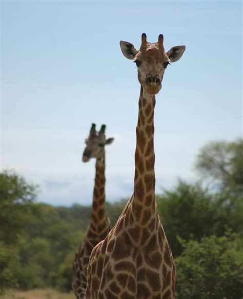 Free Images Wildlife Zoo Brown Mammal Fauna Giraffe Long