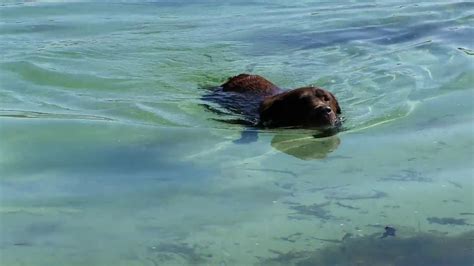 Dog Swimming In The Amazing Sea Youtube