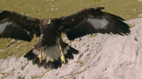 Golden Eagle Drags Goat Down Cliff New Footage Roaring