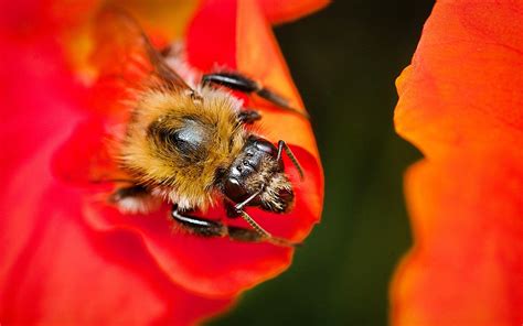 A Bee Sitting On Top Of A Red Flower Next To An Orange And Yellow Flower