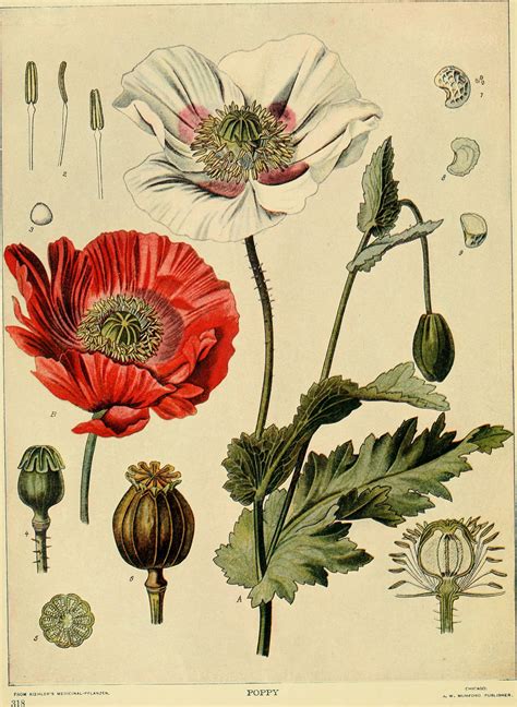 Illustration Botanique Vintage Botaniques Coquelicot Etsy France