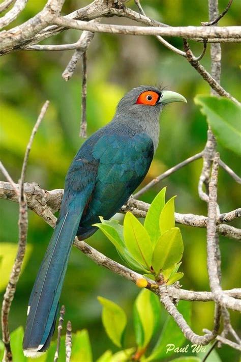Szumátrai Selymeskakukk Rhopodytes Sumatranus Nature Birds All Birds