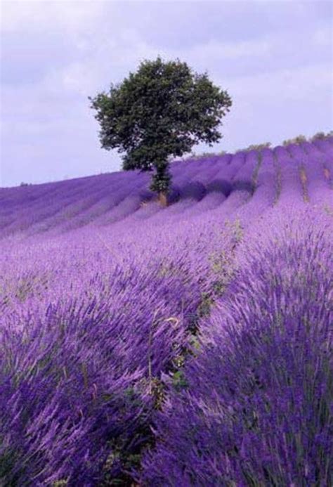 Frankreich Lavendelfelder Lavendelfelder Provence Rundreise Entlang