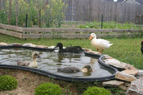 20 Backyard Duck Pond Ideas