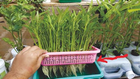 Cara menanam sayuran hidroponik kali pertama ditemukan oleh seorang ilmuwan pertanian yang bernama w.a. Menanam Kangkung Hidroponik Di Baskom - tempatpasangbola