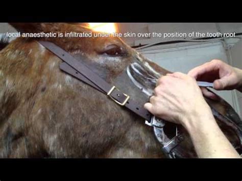 Bump on gum burst open while brushing. False Pregnancy and Mammary Abscess in Dogs | Doovi