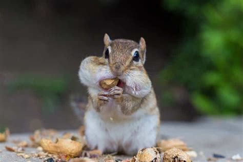 Chipmunk Cheeks Everything Youve Ever Wanted To Know A Z Animals