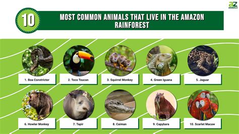 The 10 Most Common Animals That Live In The Amazon Rainforest A Z Animals