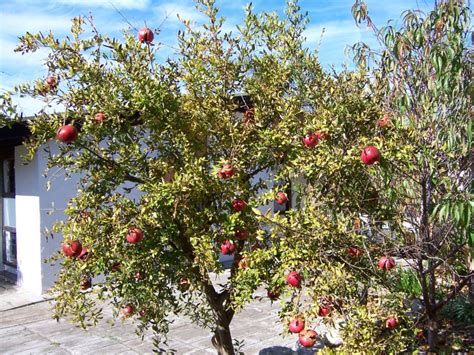 We did not find results for: My Edible Fruit Trees: Pomegranate Trees SA