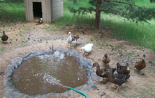 Diy duck pond filter for sale, therefore this is inexpensive and pristine with quiet pump and instructions to have a retired duckhunting friend bought a clean naturally maintaining a lake. Pin on Ducks