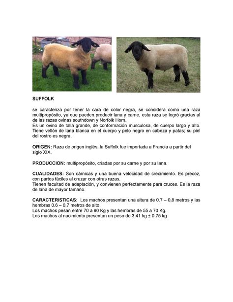 Suffolk - SUFFOLK se caracteriza por tener la cara de color negra, se