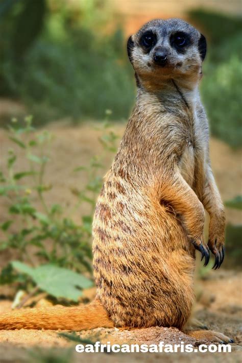 A Meerkat Standing On Its Hind Legs In Front Of Some Plants And Dirt