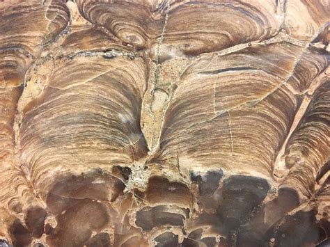 Stromatolites In Vertical Cross Section