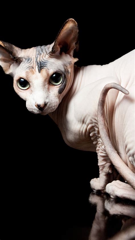 Pin On Sphynx Cat Pictures And Videos