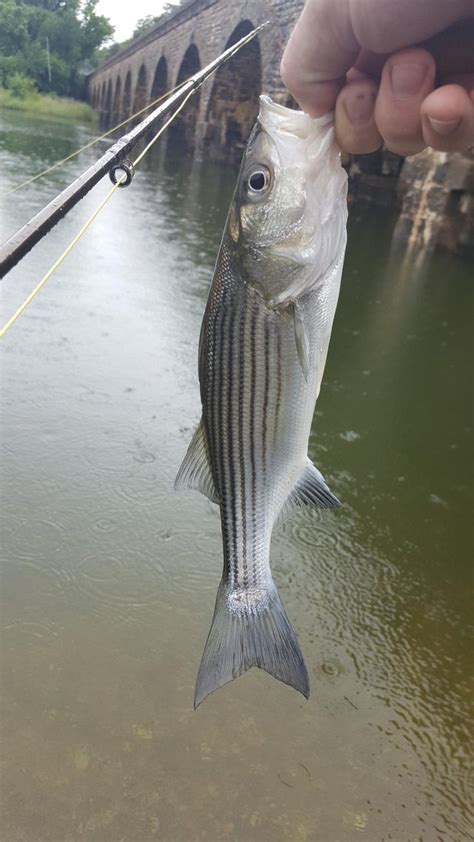 Not To Impressive But My First Striped Bass Flyfishing