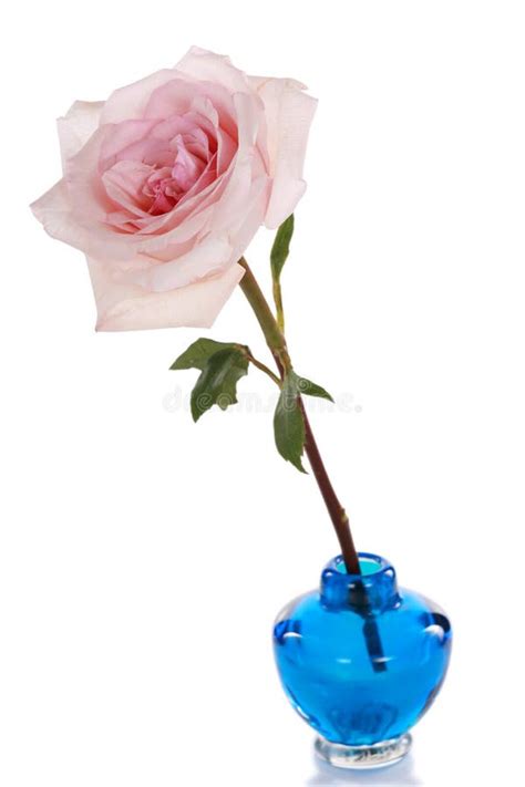 Single Pink Rose In Blue Vase Stock Image Image Of Flower Rose 7746245