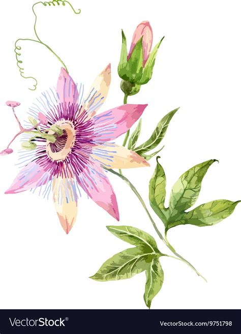 Watercolor Passion Flower Royalty Free Vector Image