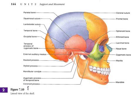 Labeled Diagrams Of Skull