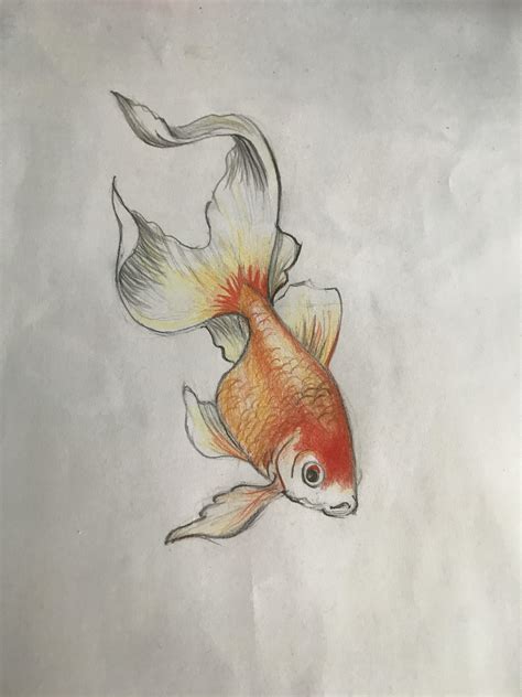 How To Draw A Realistic Fish The Following Are Fishes Drawing Lessons